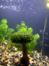 森淵（SENYUAN）魚缸造景裝飾莫斯樹迎客松生命之樹水族杜鵑根沉木巴西樹造景魚缸 高15厘米單頭(蘑菇頭直徑10cm) 曬單實拍圖