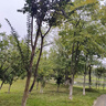優(yōu)衣庫女裝紐花圓領(lǐng)針織開(kāi)衫/毛衣外套空調衫通勤秋冬新款481477 03 灰色 L 曬單實(shí)拍圖