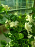 臨雅茉莉花盆栽老樁室內花卉陽(yáng)臺花苗虎頭綠植物好養160#原盆源頭直發(fā) 曬單實(shí)拍圖