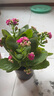 春花妙意室內綠植盆栽花卉長(cháng)壽花重瓣帶花苞花盆栽花帶原土帶花苞發(fā)貨 長(cháng)壽花紫丁香 帶盆栽好 曬單實(shí)拍圖