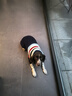 迪普爾 狗狗衣服狗衣服貓衣服寵物冬天中型犬大型犬狗狗毛衣大狗冬季* 條紋藏青-24寸（適合35-50斤） * 曬單實(shí)拍圖