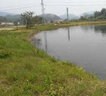 em菌水產(chǎn)專(zhuān)用em菌種原種魚(yú)蝦蟹塘調水肥水分解殘餌em益生菌濃縮粉 1袋1000g 曬單實(shí)拍圖
