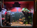 樂(lè )迪魚(yú)缸燈72W爆藻燈原生態(tài)溪流缸燈金魚(yú)出苔 NX扁燈  黑色72W【單色調光  APP控制】 曬單實(shí)拍圖