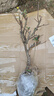 美外四季海棠花盆栽樹(shù)苗重瓣花卉盆景老樁室內陽(yáng)臺庭院易活開(kāi)花植物藍 綠寶石海棠【8年老樁】 不含盆 曬單實(shí)拍圖
