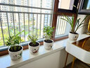 行湘荷蘭菊盆栽陽(yáng)臺(tái)綠植菊花盆景花卉 140#紫色+塑料原盆 源頭直發(fā) 曬單實(shí)拍圖