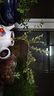 綠有意六月雪盆景懸崖式老樁辦公室綠植桌面好養(yǎng)小盆栽植物室內(nèi)中式擺件 六月雪原盆*2 含盆 曬單實拍圖