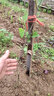 廣西嫁接鳳梨釋迦果樹(shù)苗番荔枝蜜佛頭果佛陀南方種植盆栽當年結果 嫁接釋迦果60厘米高1棵 帶土帶葉 曬單實(shí)拍圖