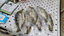 品鮮肴淡水魚(yú)生態(tài)桂魚(yú)鱖魚(yú)鰲花魚(yú)桂花季花魚(yú)自然捕獲鮮活現殺生鮮水產(chǎn) 凈膛后 300-350g（1條）小號桂魚(yú) 曬單實(shí)拍圖