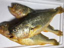 海名威 冷凍黃花魚(yú)700g/2條 寧德大黃魚(yú)地標 海鮮水產(chǎn) 生鮮魚(yú)類(lèi) 海魚(yú) 曬單實(shí)拍圖
