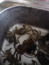 川品社  新款釣螃蟹神器自動(dòng)釣蟹套/螃蟹圈抓大閘蟹/河蟹/毛蟹山螃蟹籠鉤釣 普通款8圈【3個(gè)裝】 曬單實(shí)拍圖