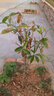 蘇兮實(shí)生桂花苗高桿桂花樹(shù)苗四季桂花樹(shù)苗庭院濃香常青植物金桂丹桂 2厘米粗金桂高1.2米-1.6 曬單實(shí)拍圖