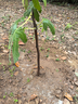 爾瀾帶盆栽好波姬紅無(wú)花果樹(shù)苗結果苗露天無(wú)花果苗水果樹(shù)苗木源頭直發(fā) 曬單實(shí)拍圖