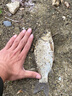 久巖尤尼吉可線(xiàn)組釣魚(yú)線(xiàn)子線(xiàn)強拉力低延展黑坑正品競技魚(yú)線(xiàn) 尤尼吉可線(xiàn)組【5.4米】無(wú)結綁制 0.8號 曬單實(shí)拍圖