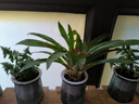 綠有意綠蘿水培綠植物盆栽室內發(fā)財樹(shù)富貴竹文綠籮薄荷多肉花卉四季好養 自選6盆聯(lián)系客服（繁星盆） 含盆 曬單實(shí)拍圖