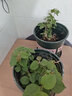 秋之果香園藝三角梅花卉盆栽 重瓣四季大苗帶花發(fā)貨多色開花易養(yǎng)活 原土發(fā)貨 夢之藍(lán)2棵 不含盆 曬單實(shí)拍圖