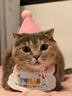 隨燦 寵物生日帽子圍兜可愛拍照裝飾口水巾字母圍巾狗狗貓咪生日派對 寵物生日裝飾【插件+蠟燭1套裝】 曬單實拍圖