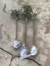月季樹(shù)樁樹(shù)狀月季大花月季樹(shù)苗嫁接歐月大花雙色陽(yáng)臺庭院盆栽地栽 冥王星 1公分粗帶原土 曬單實(shí)拍圖