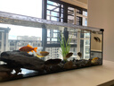 爬將軍生態(tài)溪流魚(yú)缸一體缸免換水自循環(huán)一體缸魚(yú)缸桌面客廳臥室玄關(guān)魚(yú)缸 120溪流缸【雨淋造浪+溪流燈+溪流景】 曬單實(shí)拍圖