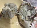 【新貨母蟹】梭子蟹新鮮冷凍特大海螃蟹白蟹公蟹母蟹飛蟹海鮮批發(fā) 精品大號母蟹5斤裝【2-3只每斤】 曬單實(shí)拍圖