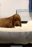 桓瑞寵物  純種寵物狗狗活體可卡犬幼犬幼崽中型犬 寵物級(jí) 寵物級(jí)B款 公 曬單實(shí)拍圖