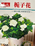 梔子花種子春秋播種易活開(kāi)花植物盆栽室內室外花籽花種籽花卉種子 梔子花種子 3包約300粒 曬單實(shí)拍圖