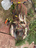 霸統高溫專(zhuān)攻黑坑鯉魚(yú)小藥釣魚(yú)套裝野釣正釣滑口回鍋偷驢餌料專(zhuān)用小藥 四季全能型  鯉魚(yú)三件套 曬單實(shí)拍圖