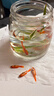 【特價(jià)魚(yú)】養不死的草金魚(yú)觀(guān)賞魚(yú)招財小金魚(yú)批發(fā)耐活好養冷水活魚(yú) 3-5 厘米 10 條送備損 曬單實(shí)拍圖