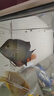 逸樂寵魚缸隔離盒亞克力孔雀魚繁殖盒隔離盒魚苗小魚孵化盒吸盤產(chǎn)房掛缸 吸盤+掛鉤 單格 30*20*20 1MM圓孔 曬單實拍圖