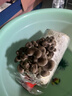種蘑菇蘑菇菌包種植包兒童金針菇盆栽可食用Diy養(yǎng)蘑菇菌包家庭裝 【禮盒裝】秀珍菇-送噴壺 【兒童趣味丨輕松養(yǎng)活丨可食用】 曬單實(shí)拍圖