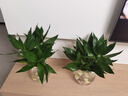 觀(guān)音竹富貴竹水培植物帶根發(fā)貨辦公室內盆栽客廳花卉易活植物水養 【特惠2盆】3棵+[龍蛋瓶] 曬單實(shí)拍圖