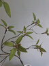 掬涵仿真綠植藤蔓石榴枝新中式客廳裝飾插花仿生植物高端仿真花藝紅音 高端仿真石榴枝（1支） 無(wú)規格 曬單實(shí)拍圖