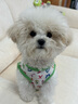 小凍寵物小狗狗衣服夏天滿(mǎn)印圖案清涼牽引背心泰迪博美比熊小型犬衣服 蒂安綠字母 XS （建議1-3斤） 曬單實(shí)拍圖