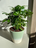 開(kāi)時(shí)果 鴨掌木盆栽植物 八方來(lái)財鴨腳木 招財樹(shù)綠植盆景 源頭直發(fā)包郵 椰綠漸變盆：鴨掌木 曬單實(shí)拍圖
