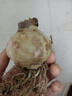 【常年開(kāi)花】重瓣朱頂紅花卉室內外盆栽四季植物庭院陽(yáng)臺當年開(kāi)花 朱頂紅【檸檬黃】 直徑6cm【送顆粒肥】 曬單實(shí)拍圖