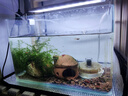 奈寵爬寵加熱墊溫控魚缸加熱墊爬蟲烏龜蛇蜥蜴守宮蛙加熱膜保溫加熱毯 5W無極調(diào)溫14*15cm 溫控30-55℃ 石墨烯加熱墊 曬單實拍圖