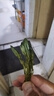 云峰海瑞水草活體懶人草魚(yú)缸造景活體水草套餐魚(yú)缸水草有莖類(lèi)中后景真水草 【實(shí)惠】-綠菊（5只一組） 曬單實(shí)拍圖