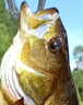 新疆發(fā)貨新疆阿勒泰福海冷水魚(yú)五道黑河鱸魚(yú)實(shí)際稱(chēng)重去鱗去內(nèi)臟 五道黑3斤（2-3條）紅燒 曬單實(shí)拍圖