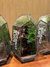 新款網(wǎng)紅創(chuàng  )意流水系統生態(tài)瓶室內桌面盆栽悶養迷你植物盆景綠植 山間溪水成品（16x16x26cm） 曬單實(shí)拍圖