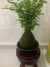 鐵線(xiàn)蕨苔蘚球盆栽植物室內桌面好養觀(guān)果綠植客廳盆景辦公室凈化 三腳碗+鐵線(xiàn)蕨苔蘚球 曬單實(shí)拍圖