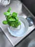 花翁水培植物水養(yǎng)草籽花卉盆栽金錢草帶葉 銅錢草+牡丹塑料盆源頭直發(fā) 曬單實拍圖