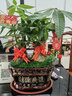 瀚林怡景（HANLINYIJING）發(fā)財樹(shù)盆栽植物室內客廳辦公室桌面綠植盆栽花卉四季常青招財樹(shù) 發(fā)財樹(shù)-財源廣進(jìn) 曬單實(shí)拍圖