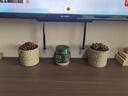 兩腿跑多肉植物帶盆小老樁多頭精品多肉紅寶石桃蛋烏木盆栽花卉帶盆栽好 藍(lán)蘋果(2-3頭) 塑料盆栽好發(fā)貨 曬單實(shí)拍圖