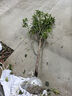 正宗沾化冬棗苗嫁接棗樹(shù)苗沾化冬棗二代冬棗樹(shù)苗南方北方種植 沾化2代棗樹(shù)苗 8年大苗【帶土球發(fā)貨】1顆 曬單實(shí)拍圖