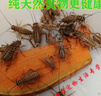 槿茗慷白蛐蛐蟋蟀活體飼料蜥蜴守宮蜘蛛龍魚(yú)鳥(niǎo)食物針頭蟋蟀油葫蘆 1-2厘米 白蟋蟀100只 曬單實(shí)拍圖