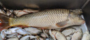 民間藝人魚(yú)漂套裝鯽魚(yú)鯉魚(yú)高靈敏魚(yú)漂浮漂野釣加粗醒目魚(yú)漂漁具夜光漂套裝 綜合通用日夜兩用四只 桐木漂盒禮盒裝 曬單實(shí)拍圖