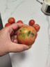 攀枝花粉瓤西紅柿生吃水果番茄新鮮蔬菜中果單果80g 粉瓤西紅柿 凈重 5斤 家庭款 曬單實(shí)拍圖