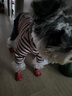 妙普樂(lè )狗狗鞋子小型犬防水防掉中型犬寵物襪子冬季防臟泰迪比熊柯基鞋套 淺草尋花【紅】(4只) M碼(建議5-10斤) 曬單實(shí)拍圖