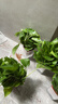 雙盟綠蘿盆栽除甲醛花卉綠植辦公室新房?jì)艋諝?10方白10盆源頭直發(fā) 曬單實(shí)拍圖