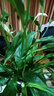 白掌一帆風(fēng)順盆栽植物室內花卉綠植水養四季開(kāi)花新手好養活 白掌1盆（繁星盆） 曬單實(shí)拍圖