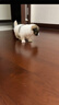 中華田園犬小型長(cháng)不大狗狗活物狗崽高智商適合小孩家養的狗仔幼犬 田園級 花色狗狗+狗糧+狗籠+包郵 公 曬單實(shí)拍圖